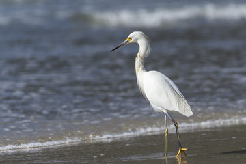 Garça-branca-pequena - Egretta thula
