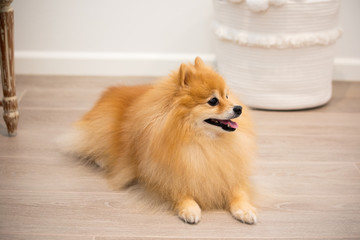 Alert and well behaved golden Pomeranian male puppy dog sitting down on the laminate wood floor, indoors.