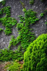 The stunning medieval village of Eze. French Riviera. Cote d'Azur.