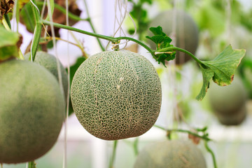 Japanese Cantaloupe Melon farm