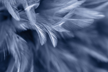 Blue chicken feathers in soft and blur style for background