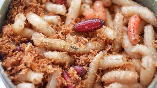 Crawling maggots as bait for fishing rod. Worms for fishing hook