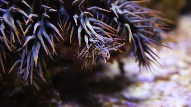 A close up shot of a crown of throns starfish inside an aquarium.