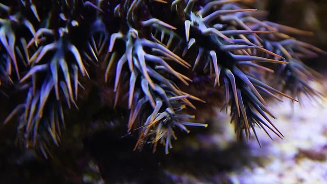 A close up shot of a crown of throns starfish inside an aquarium.