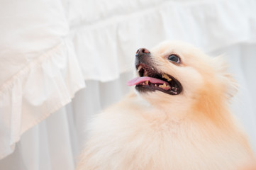 Excited small golden Pomeranian male puppy dog looking up at the owner. Open mouth, teeth and tongue are visible and a white ruffle bed skirt.