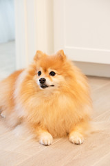 Small Pomeranian Spitz male dog sitting down in the hallway guarding the room.