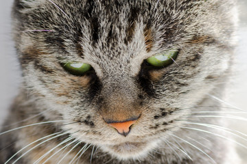 muzzle of a cat with green eyes closeup