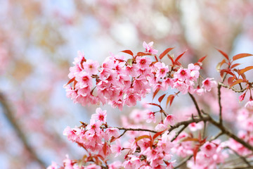 Wild Himalayan Cherry Blossoms in spring season (Prunus cerasoides), Sakura in Thailand, selective focus, Phu Lom Lo, Loei, Thailand.