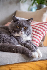 Fototapeta na wymiar British short hair cat rests on sofa