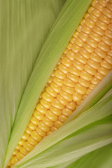 corn in the cob close-up