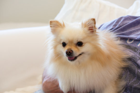 Man holding small cream and white pomoranian dog in his arms.  Happy small ped dog indoors