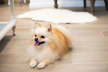 Cute and happy small white and cream golden pomeranian dog sitting on the laminate wood floor