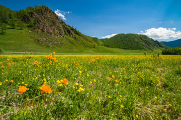 Fototapeta premium A wide angle field of orange flowers Trollius asiaticus against a background of mountains and blue sky.
