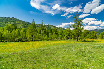 Wide viewing angle of yellow flowers on the background of mountains and blue sky.