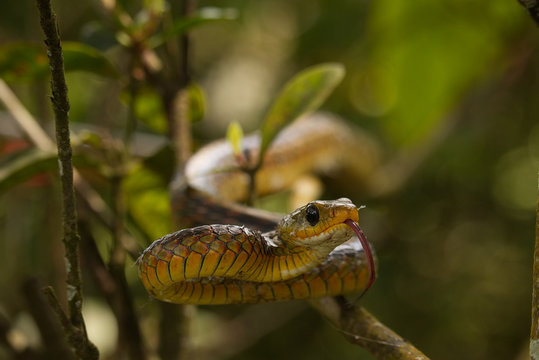 Chironius spixii