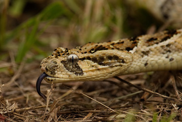Puff Adder