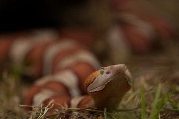 Transpecos Copperhead