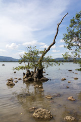 Mangrove tree, Chalong Bay, Phuket, Thailand