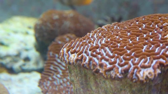 A close up shot of a crown of throns starfish inside an aquarium.
