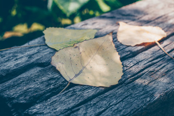 autumn poplar leaf on the wooden bench or background. Autumn concept