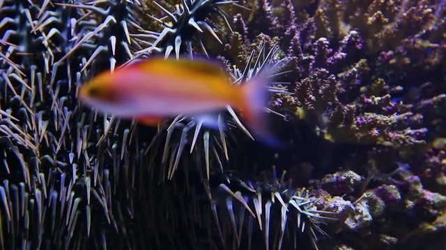 A close up shot of a crown of throns starfish inside an aquarium.