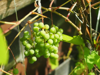 bunch of unripe grapes