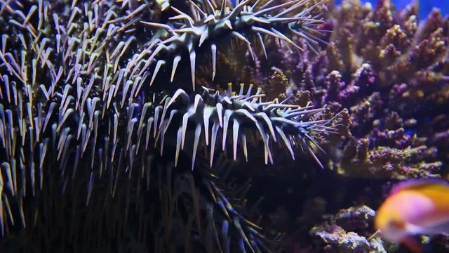 A close up shot of a crown of throns starfish inside an aquarium.