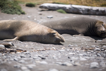 Elephant Seal Northern California
