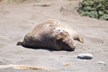 Peaceful sleeping elephant seal