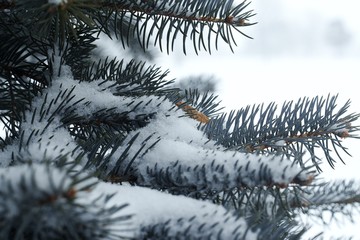 Pine Tree Snow