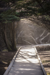 Wooden Boardwalk in Trees