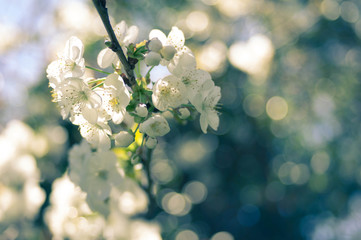 Blossom