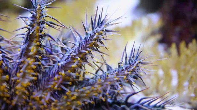 A close up shot of a crown of throns starfish inside an aquarium.