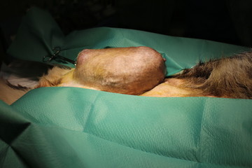 Big tumor on mammary gland by german shepherd dog