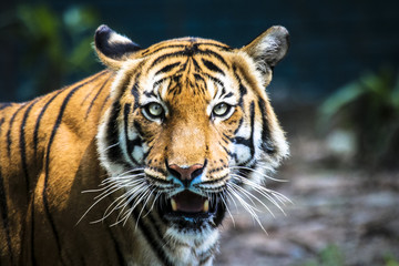 Fototapeta na wymiar Close up of big feline wildcat Malayan tiger with beautiful stripe fur 