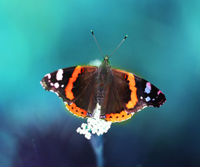Photo of a close-up of a beautiful butterfly