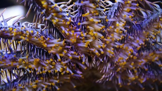 A close up shot of a crown of throns starfish inside an aquarium.