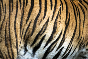 Fototapeta premium Close up of big feline wildcat Malayan tiger with beautiful stripe fur 