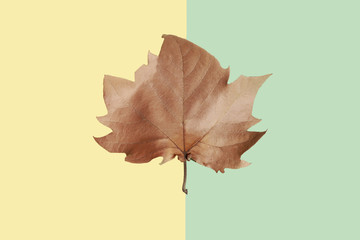 Brown maple leaf on yellow and green background, close-up. Autumn Arrives. Fall Background. Flat lay