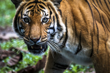 Fototapeta na wymiar Close up of big feline wildcat Malayan tiger with beautiful stripe fur 