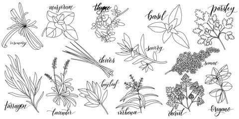 Set of popular culinary herbs with hand written names. Rosemary, majoram, thyme, basil, parsley, chives, savory, sumac, tarragon lavender bay leaf verbena chervil oregano © Tatiana Sidenko
