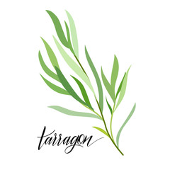 Tarragon in flat style. Hand written text. Vector