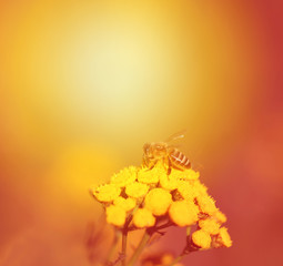 Photo of a macro bee