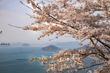Cherry blossoms and Islands in the Seto Inland Sea  (spring haze),Kagawa,Shikoku,Japan