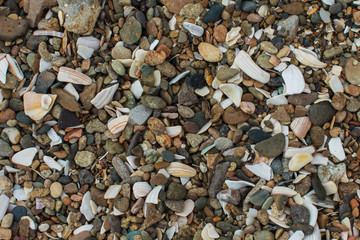 морской берег - камни, песок, ракушки