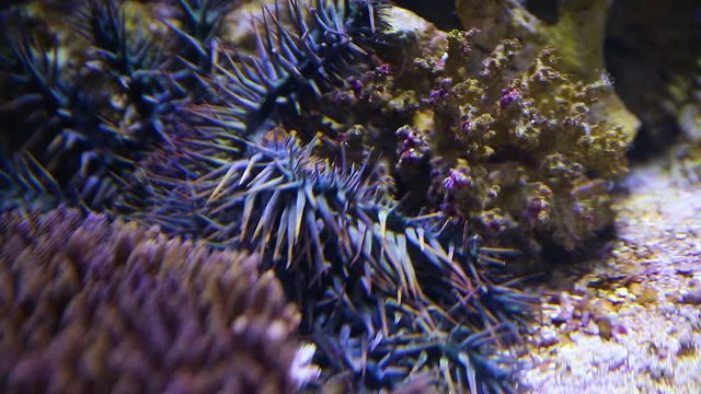 A close up shot of a crown of throns starfish inside an aquarium.