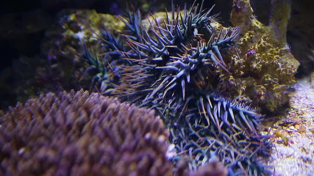 A close up shot of a crown of throns starfish inside an aquarium.