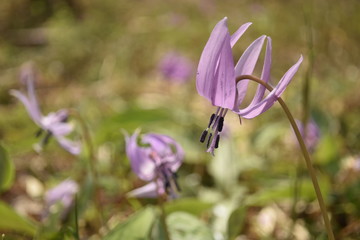 カタクリの花