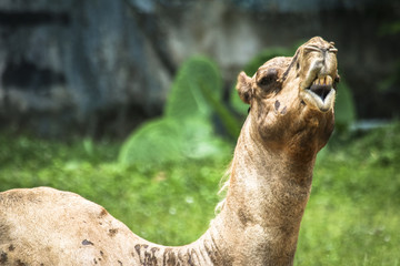 Portrait and detail close up of funny looking wildlife mammal desert camel 