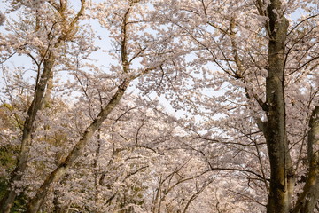 Tunnel of cherry blossoms at Mt.Shiude in the Seto Inland Sea,Kagawa,Shikoku,Japan